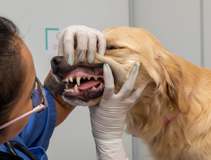 Rocky Mount Pet Dentist