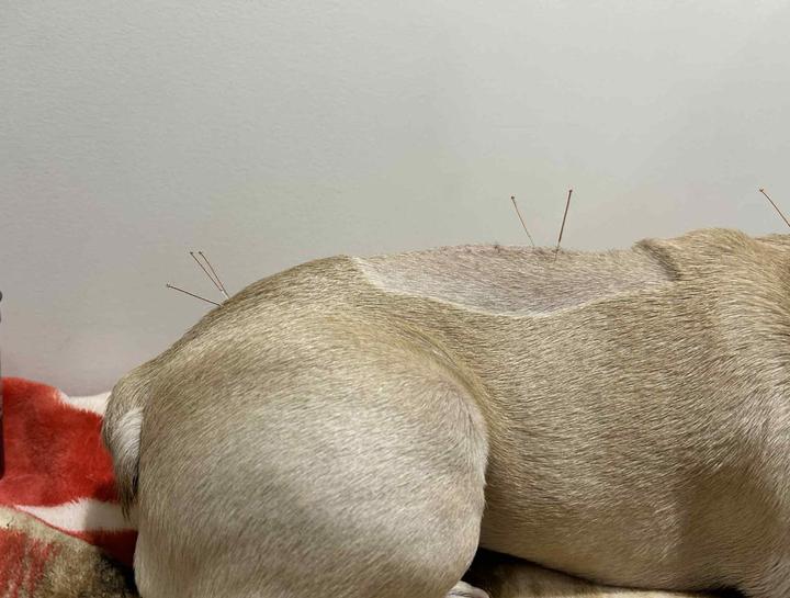 Acupuncture for Pets in $city
